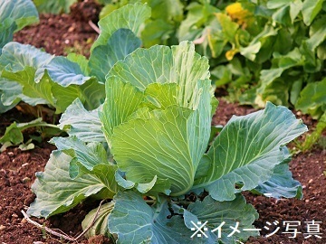 神奈川県相模原市×野菜・果樹/法人【34912】-top