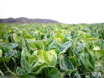 関根農園-top