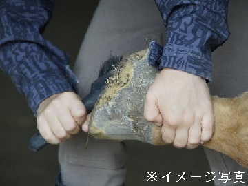 北海道北見市×削蹄/法人【34932】-top