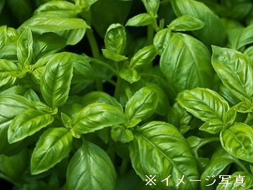 長野県長野市×施設野菜法人【34943】-top