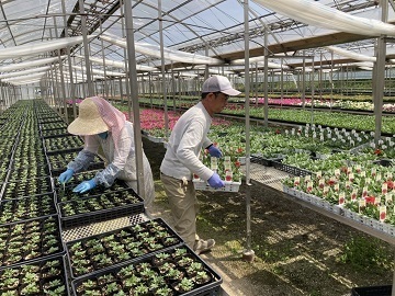 ファームみなみちた(株式会社フラワーロジテム)-4