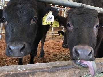 みらいファーム株式会社/島根ファーム-2