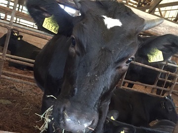 みらいファーム株式会社/島根ファーム-4