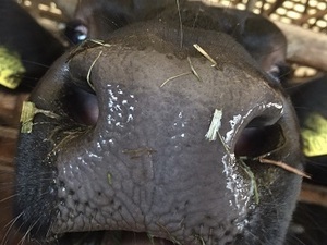 みらいファーム株式会社/島根ファーム-top