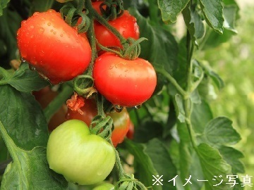 長野県中野市×野菜/法人【35061】-top