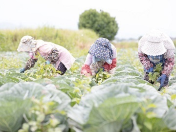 鹿児島県東串良町×野菜/法人【35067】-top