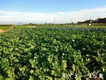 北海道釧路市×露地野菜/法人【35098】-1