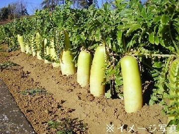 北海道釧路市×露地野菜/法人【35098】-2