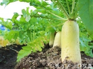 北海道釧路市×露地野菜/法人【35098】-top