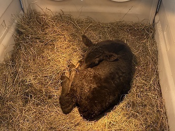 北海道足寄町×肉牛/法人【35126】-2