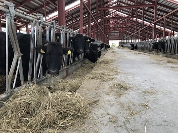 北海道足寄町×肉牛/法人【35126】-3