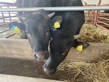 北海道足寄町×肉牛/法人【35126】-4