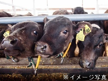 北海道幌加内町×肉牛/法人【35153】-top