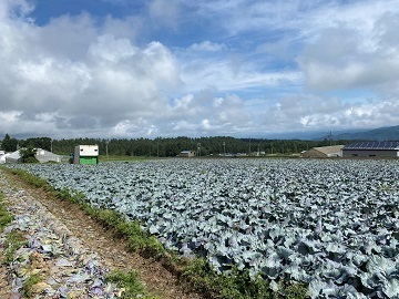 小池農園-top