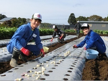青森県東北町×露地野菜/法人【1372】-top