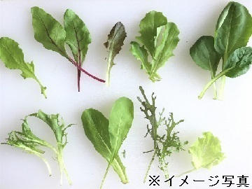 兵庫県丹波市×野菜/法人【35210】-top