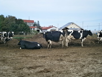 北海道幕別町×酪農/法人【2292】-top