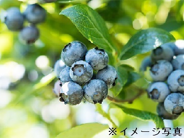 宮崎県小林市×野菜/法人【35244】-top