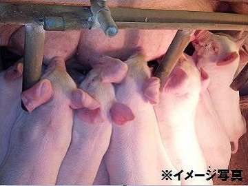 群馬県高崎市×養豚/法人【2239】-top