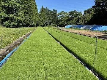 宮崎県都城市×露地野菜/法人【35366】-top