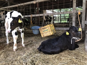 株式会社I Love Milk牧場-5