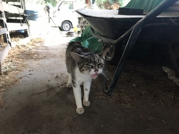 株式会社I Love Milk牧場-7