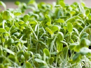 岐阜県可児市×植物工場/法人【35447】-top