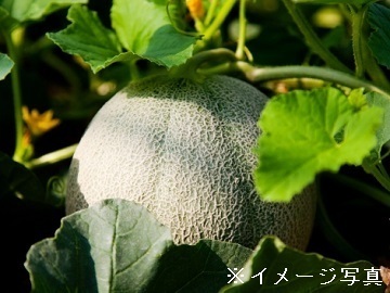 茨城県鉾田市×果樹・野菜/個人【35484】-top
