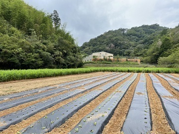 吉本農園【長期アルバイト】-5