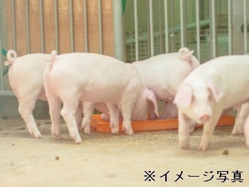 茨城県城里町×養豚/法人【35615】-top