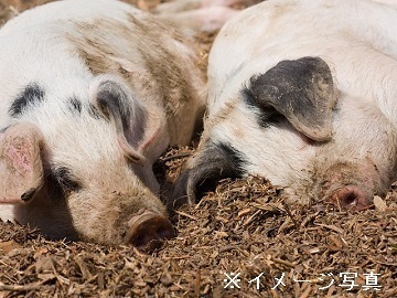 有限会社 松田畜産-1
