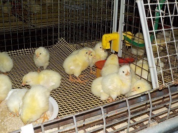 有限会社木次ファーム-1