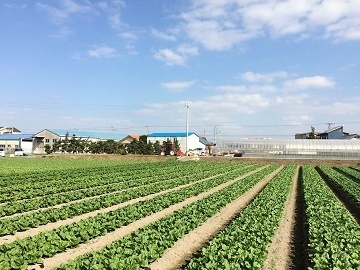 香川県観音寺市×野菜/法人【35882】-top