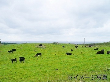 長崎県雲仙市×肉牛・稲作・野菜/個人【5708】-top