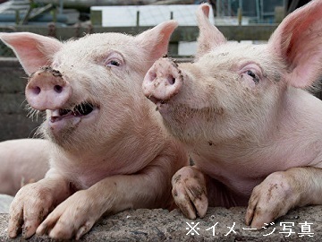 群馬県×養豚/法人【35917】-2