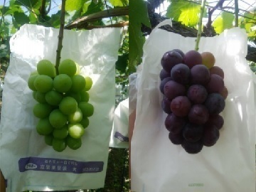 株式会社吉次園-7