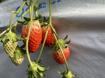 なかやま農園-4