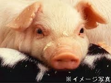 愛知県田原市×養豚/法人【36013】-top