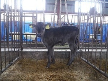 有限会社福沢牧場-3