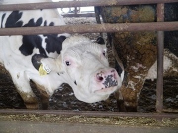 有限会社福沢牧場-5