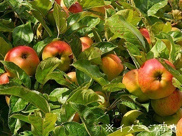 長野県長野市×果樹/法人【36105】-1