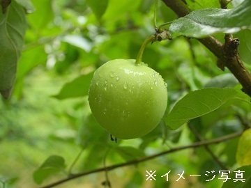 長野県長野市×果樹/法人【36105】-2