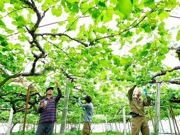 株式会社吉次園
