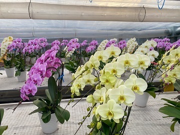 渡辺ラン園-1