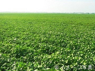 茨城県鉾田市×施設野菜・露地野菜/個人【36242】-top