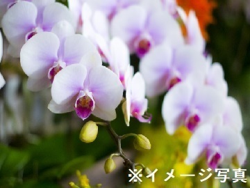 栃木県栃木市 花卉 個人 栃木県栃木市 正社員 契約社員 パート アルバイトの求人情報 農業 酪農求人あぐりナビ