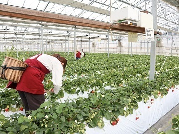 株式会社TAKANO(ただかね農園)-2