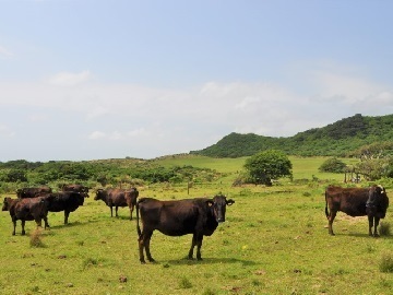 農業生産法人株式会社とー家ファーム司(とーやふぁーむつかさ)-6