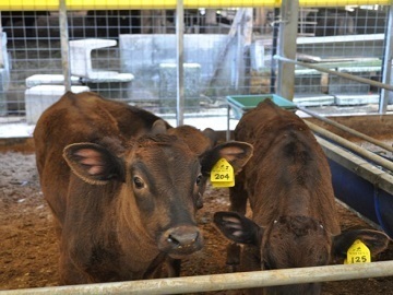 農業生産法人株式会社とー家ファーム司(とーやふぁーむつかさ)-4