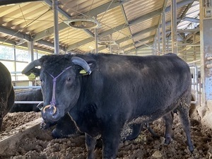 岐阜県高山市×肉牛/法人【36420】-top